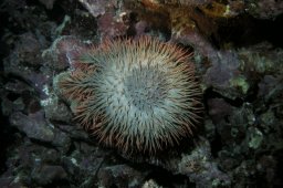 20020602_3_Middle_Reef_0012